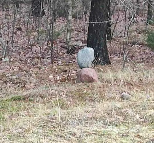 Apartment Dom Za Wydma Nielbark